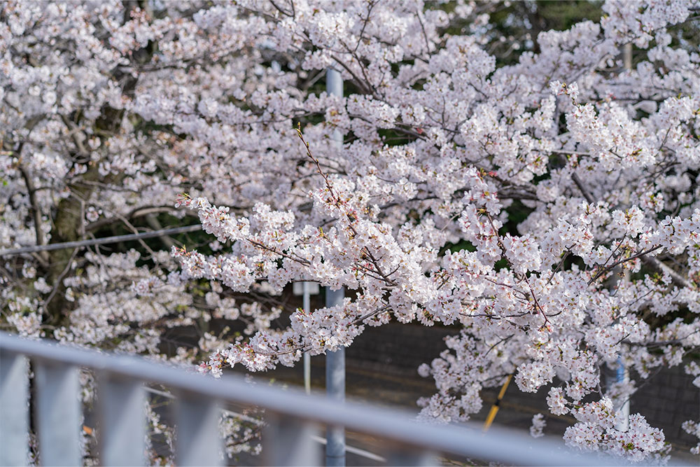 テラスから見た桜
